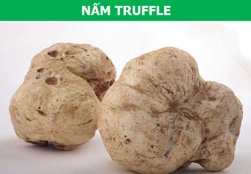 Những loại nấm quý hiếm và đắt đỏ nhất thế giới - 2 Những loại nấm quý hiếm và đắt đỏ nhất thế giới - 2