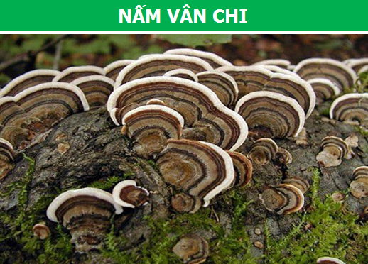 Những loại nấm quý hiếm và đắt đỏ nhất thế giới - 5 Những loại nấm quý hiếm và đắt đỏ nhất thế giới - 5