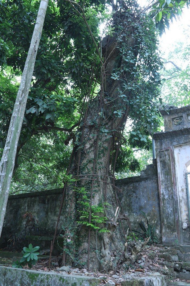 Chuyện ly kỳ cây sưa trăm tỷ: Áo giáp sắt bảo vệ khối 'vàng' lộ thiên - 2
Cây sưa luôn được người dân bảo vệ trong một lớp áo giáp sắt và lớp áo ấy cũng đang bị hoen gỉ.