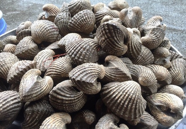 Mỗi con sò huyết khổng lồ có giá tương đương 1 tô phở.