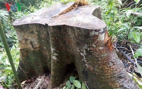 Cách chức 1 đội trưởng, đình chỉ 2 trạm trưởng trạm quản lý bảo vệ rừng - 3 Rừng bị phá tại huyện Phú Lộc (ảnh: Lê Hiếu)