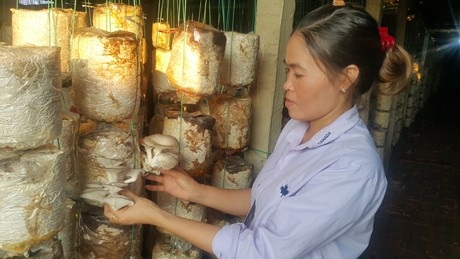 Nam Định: Mỗi năm kiếm hơn nửa tỷ đồng nhờ trồng nấm sạch - 3 Nhờ trồng nấm sạch mà mỗi năm gia đình chị Huệ thu về hơn nửa tỷ đồng.
