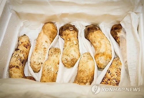 Hàn Quốc kiểm tra phóng xạ trong 2 tấn nấm Triều Tiên tặng - 2
Loại nấm thông đắt tiền được Triều Tiên chọn làm quà tặng cho Hàn Quốc. (Ảnh: Yonhap)