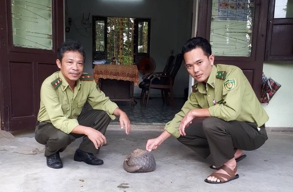 Thả 1 cá thể tê tê quý hiếm về rừng - 1 Chú tê tê đực quý hiếm