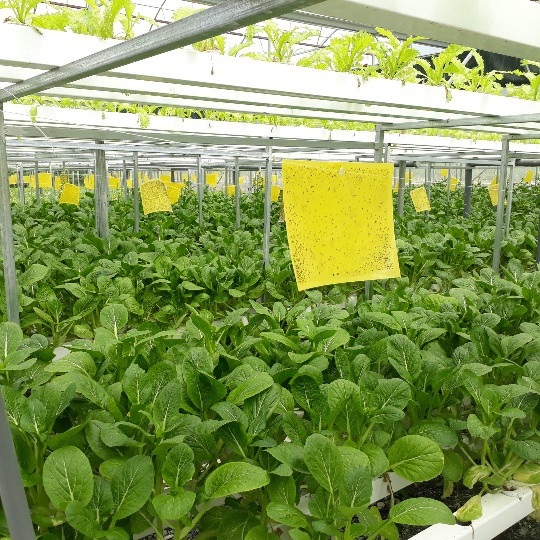 Kỹ sư bỏ việc nhà nước về trồng rau thủy canh, lãi 60 triệu/tháng - 2 Trong nhà lưới trồng rau thủy canh của anh Sơn gồm 2 tầng giàn sinh trưởng