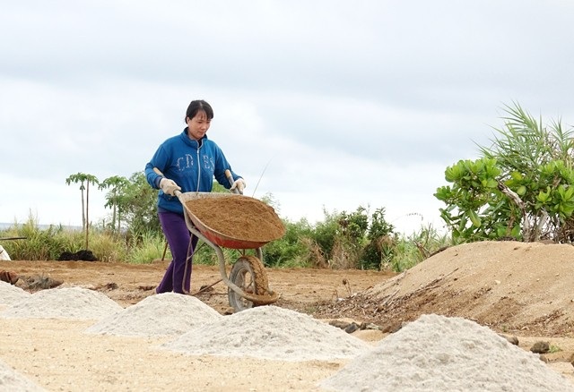 Quảng Ngãi: Mùa gieo "vàng trắng" - 2
Tháng 10 âm lịch, người dân đảo Lý Sơn (tỉnh Quảng Ngãi) bắt đầu gieo trồng vụ tỏi mới. Người trồng tỏi rất coi trọng khâu làm đất để cây tỏi đạt sản lượng và chất lượng tốt nhất.