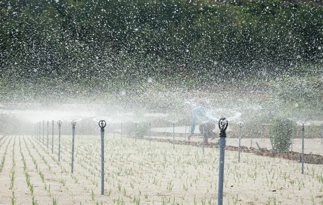 Quảng Ngãi: Mùa gieo "vàng trắng" - 7 Ông Đặng Văn Nghĩa (xã An Hải), cho biết, nếu thời tiết thuận lợi, nguồn nước tưới được đảm bảo, ít sâu bệnh thì hơn 4 tháng là tỏi cho thu hoạch. Nếu thiếu nước cây tỏi sẽ phát triển rất chậm nên thời gian trồng kéo dài gần 6 tháng. Vụ tỏi này khác với nhiều vụ trước vì mới trồng nhưng đã lo khi thu hoạch sẽ không bán được. Vừa rồi tỏi Lý Sơn bị ảnh hưởng thương hiệu nên rớt giá thê thảm chỉ còn 30 - 40 ngàn đồng/kg. Mong sao năm nay tình trạng này không lặp lại để bà con đỡ khổ, ông Nghĩa nói.