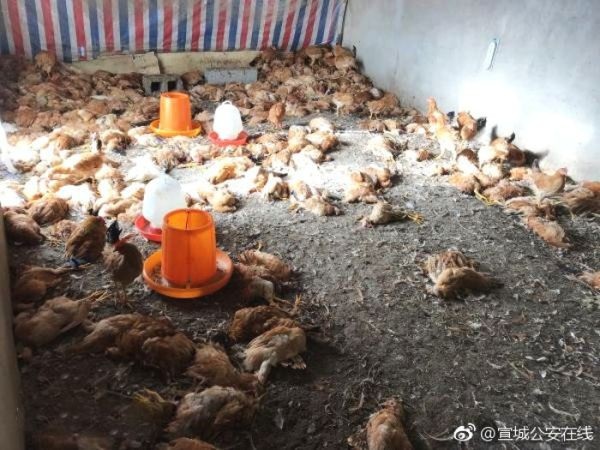 Khởi kiện vì 600 con gà nhà bị giết sạch sau 1 đêm bởi chó nhà hàng xóm - 2 Thảm cảnh trong trạng trại của người hàng xóm