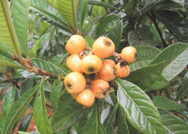 Trị ho hiệu quả với thảo dược 300 năm của người Nhật - 2 Tỳ Bà Diệp được mệnh danh là “thần dược” trị ho truyền thống của người Nhật