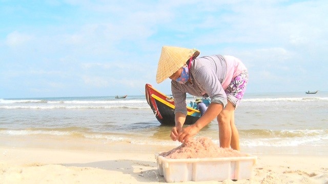 Trúng đậm "lộc biển", ngư dân kiếm tiền triệu mỗi ngày - 3 Trúng đậm "lộc biển", ngư dân kiếm tiền triệu mỗi ngày - 3