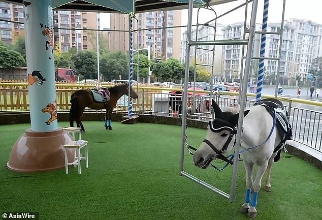 Tranh cãi xung quanh việc dùng ngựa thật trong trò đu quay để mua vui cho khách - 3 Riêng khu vui chơi này tại Trung Quốc lại dùng ngựa thật, thay thế ngựa gỗ