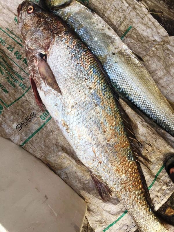 Ngư dân bắt được cá dài hơn 1m, nghi là sủ vàng quý hiếm - Ảnh 2.