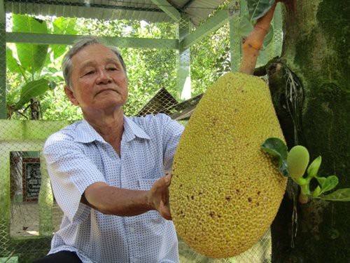 Tình cờ "trời cho" 1 cây mít lạ, lão nông này giờ là tỷ phú - 1
Ông Nguyễn Minh Trắng bên 1 cây mít ruột đỏ trồng trong vườn nhà.