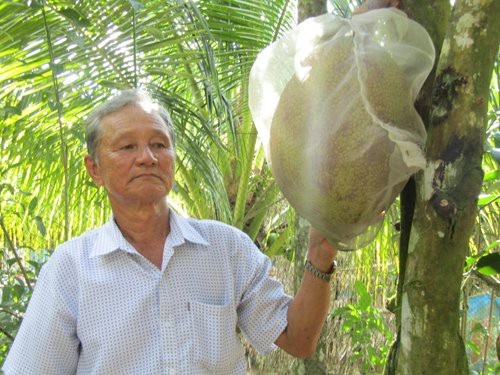 Tình cờ "trời cho" 1 cây mít lạ, lão nông này giờ là tỷ phú - 3
Những trái mít ruột đỏ được ông Nguyễn Minh Trắng bao túi để tránh sâu rầy.