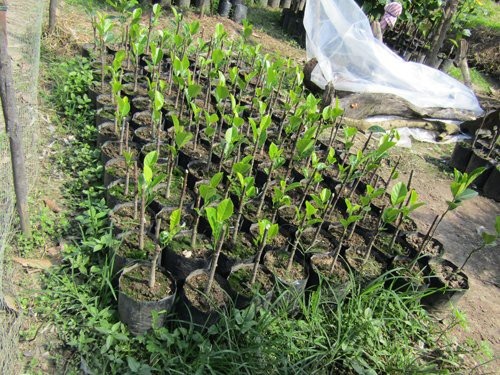 Tình cờ "trời cho" 1 cây mít lạ, lão nông này giờ là tỷ phú - 5
Ông Trắng đang ươm, nhân giống mít lạ.