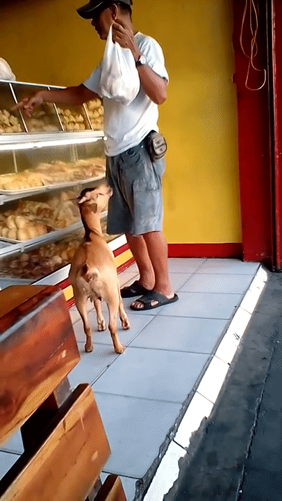 Chú dê biết xin ăn, nhảy lên xe dạo quanh phố phường cùng ông chủ - 1 Chú dê có tên Maja tỏ ra rất thông minh, linh hoạt, biết nhảy lên người chủ để xin ăn