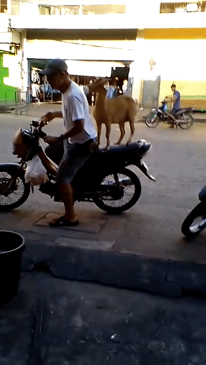 Chú dê biết xin ăn, nhảy lên xe dạo quanh phố phường cùng ông chủ - 2 Sau đó, như một thói quen, chú dê ngoan ngoãn nhảy lên xe máy, bám chặt vào vai chủ để về nhà