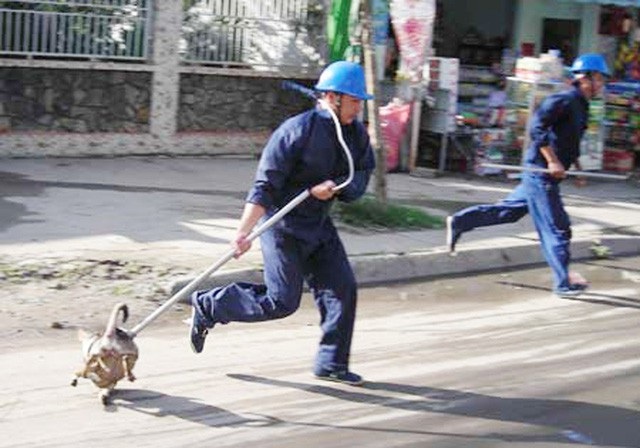 Hà Nội lập tổ phản ứng nhanh bắt chó thả rông - 1 Đội bắt chó thả rông ở TP HCM