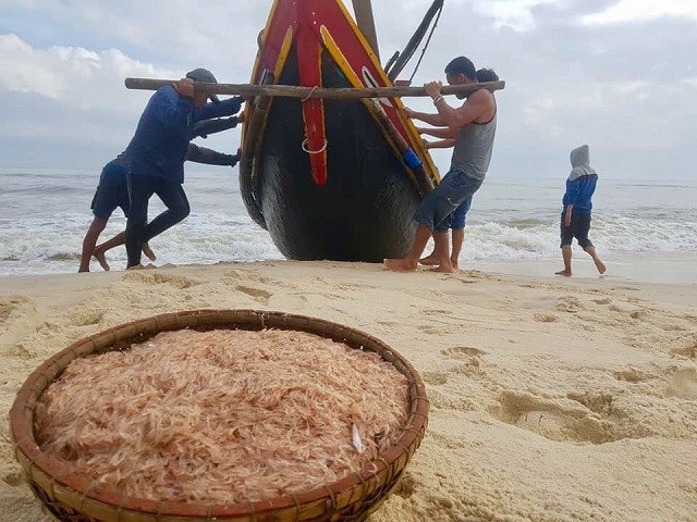Cô gái “phi” xe vào trụ sở công an lánh nạn và 52 tỷ đồng “vứt không” giữa đồng - 9 Thời gian gần đây, ngư dân xã biển Hải Ninh, huyện Quảng Ninh (Quảng Bình) đang rất hứng khởi vì đánh bắt được lượng lớn ruốc (khuyếc) biển. Cũng nhờ “lộc biển”, ngư dân địa phương này có thể thu về từ 2 đến 4 triệu đồng mỗi ngày. (Ảnh: Tiến Thành)