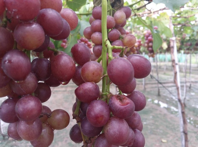 Bão số 9 đổ bộ vào đất liền, nhiều cây gãy đổ tại Vũng Tàu - 38
Mưa lớn đêm 24/11 khiến nhiều vườn nho, táo đang cho quả thiệt hại nặng