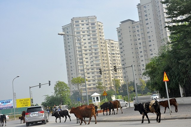 Siêu dự án Bắc An Khánh ra sao sau một năm về tay chủ mới? - 8
Sự xuất hiện của Địa ốc Phú Long được kỳ vọng sẽ đem đến làn gió mới cho dự án Splendora. Bởi Phú Long được biết đến là một nhà phát triển bất động sản có tiềm lực của tỷ phú Nguyễn Phương Thảo.
