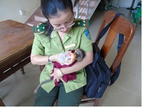 Giao vọoc chà vá chân nâu cho Thảo cầm viên Sài Gòn cứu hộ - 1 Cá thể vọoc chà vá chân nâu bị lạc mẹ ở Đà Nẵng đã được đưa vào Thảo cầm viên Sài Gòn để được cứu hộ, chăm sóc (ảnh: Chi cục Kiểm lâm Đà Nẵng)