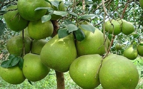 Thu nhập hàng trăm triệu đồng/năm nhờ chuyển đổi cây trồng đúng hướng - 1 Hiện xã Phước Bình có 130 hecta bưởi da xanh, thu nhập ước 30 triệu đồng/hecta/vụ (Ảnh minh hoạ: KT)
