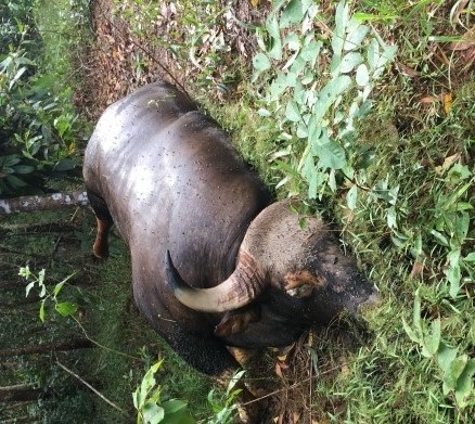 Bò tót chết trong khu bảo tồn vì… tai nạn giao thông? - 1
Cá thể bò tót đực nặng khoảng 700kg bị chết trong rừng Khu bảo tồn thiên nhiên văn hóa Đồng Nai.