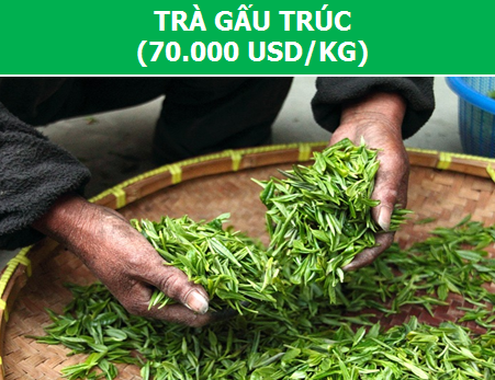 Điểm danh những loại trà chỉ dành cho giới thượng lưu! - 2 Điểm danh những loại trà chỉ dành cho giới thượng lưu! - 2