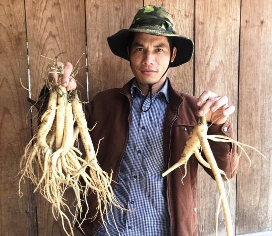 Thanh niên “chân đất” đưa cây sâm về “xứ Đà Lạt 2” thu lợi nhuận hàng tỷ đồng/năm - 1 Chàng trai Hà Văn Đại đã mạnh dạn thử nghiệm đưa cây sâm dây đến với xứ Đà Lạt 2