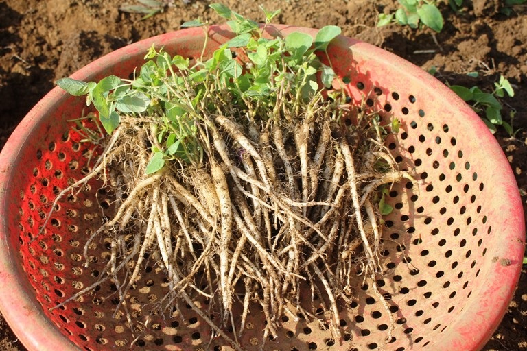 moi-38-tuoi-da-so-huu-trang-trai-sam-hang-ty-dong-img_6609-1541481365-width768height512 moi-38-tuoi-da-so-huu-trang-trai-sam-hang-ty-dong-img_6609-1541481365-width768height512