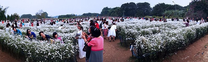 Vườn cúc họa mi 'thất thủ' vì quý cô Hà thành làm điều này - 1 Vườn cúc họa mi 'thất thủ' vì quý cô Hà thành làm điều này - 1
