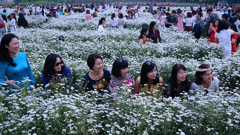 Vườn cúc họa mi 'thất thủ' vì quý cô Hà thành làm điều này - 2 Vườn cúc họa mi 'thất thủ' vì quý cô Hà thành làm điều này - 2