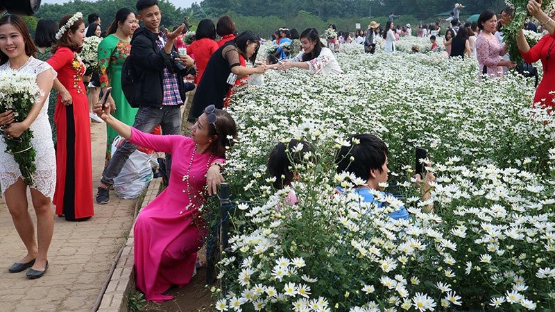Vườn cúc họa mi 'thất thủ' vì quý cô Hà thành làm điều này - 11 Vườn cúc họa mi 'thất thủ' vì quý cô Hà thành làm điều này - 11