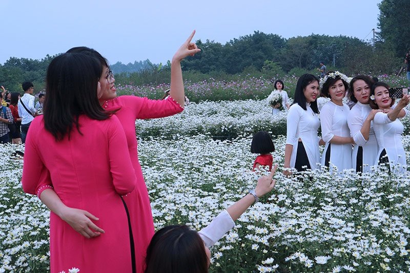 Vườn cúc họa mi 'thất thủ' vì quý cô Hà thành làm điều này - 4 Vườn cúc họa mi 'thất thủ' vì quý cô Hà thành làm điều này - 4