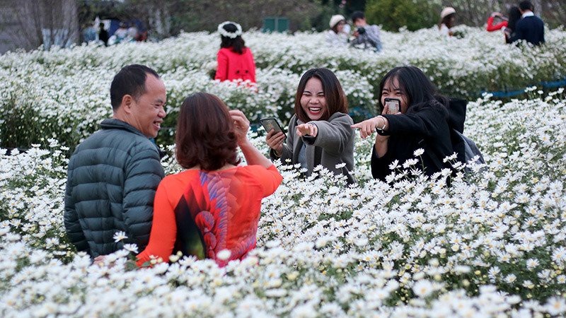 Vườn cúc họa mi 'thất thủ' vì quý cô Hà thành làm điều này - 5 Vườn cúc họa mi 'thất thủ' vì quý cô Hà thành làm điều này - 5