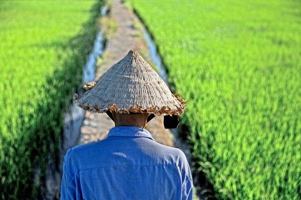 Tiết lộ những nghề nghiệp dễ mắc ung thư ít người biết - 2 Phụ nữ làm nông nghiệp có nguy cơ bị ung thư vú cao hơn 35% .