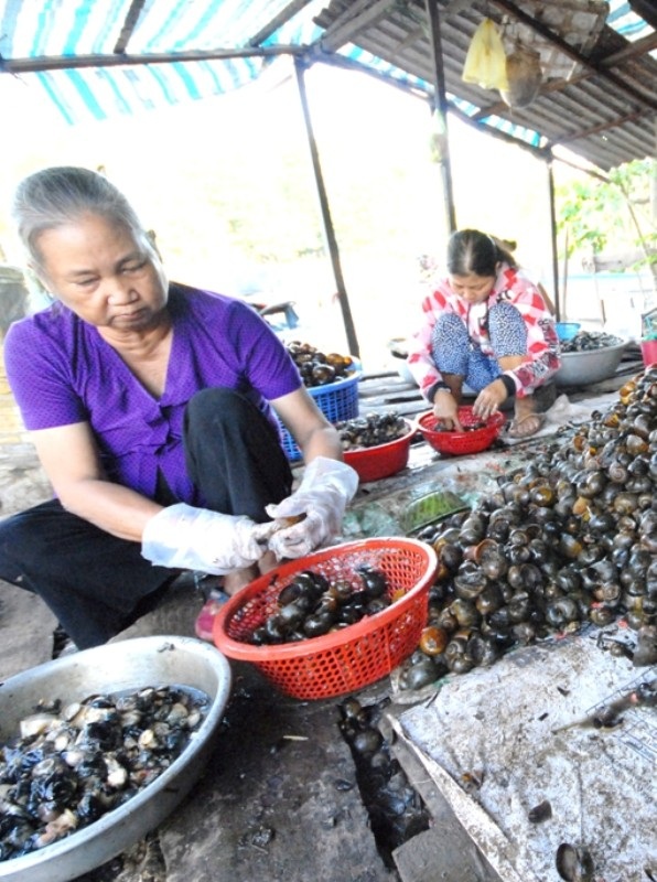 ĐBSCL: Lũ về… ra đồng bắt ốc bươu vàng kiếm bộn tiền - 8 Sau đó, dùng que nhọn lấy phần ruột ốc ra khỏi vỏ