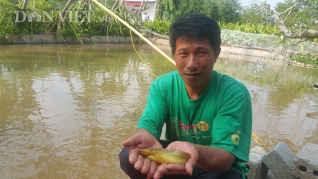 Đã mắt ngắm đàn cá vàng như nghệ, thu trăm triệu/năm - 1
Nhờ nuôi loại cá vàng như nghệ mà mỗi năm gia đình anh Trưởng bỏ túi hàng trăm triệu đồng.