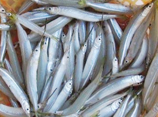 Từ loại cá ít ai ăn, nay rộ tin thu mua tiền triệu - 1 Từ loại cá ít ai ăn, nay rộ tin thu mua tiền triệu - 1