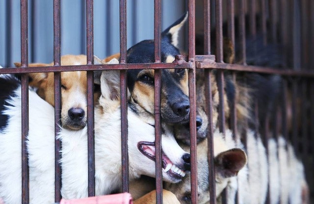 Món ăn Việt gây tranh cãi: Người tấm tắc khen ngon, người vội vã bỏ chạy - 7 Nhiều người cho rằng, việc ăn thịt vật nuôi trung thành, thông minh là điều tàn nhẫn