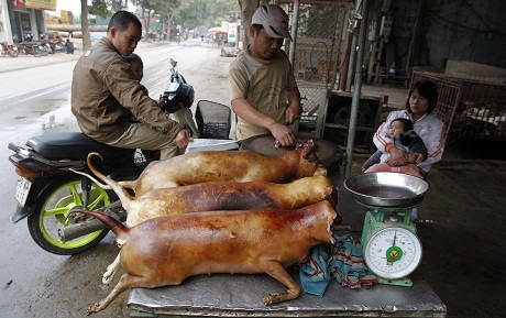 Món ăn Việt gây tranh cãi: Người tấm tắc khen ngon, người vội vã bỏ chạy - 6 Tuy được đánh giá là đặc sản nhưng thịt chó cũng gây ra không ít tranh cãi. Ảnh minh họa