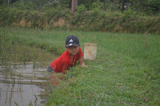 Học sinh miền núi dầm nước bắt cua đồng để kiếm tiền đi học - 2
Với em Bảo, công việc bắt cua đã trở nên quen thuộc.