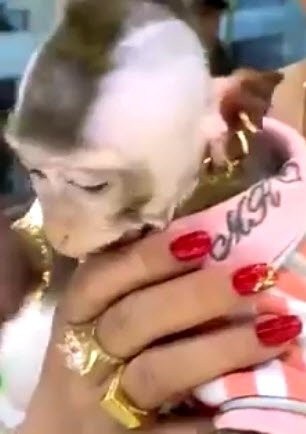 
Chú khỉ đeo vàng đầy người gây xôn xao.
