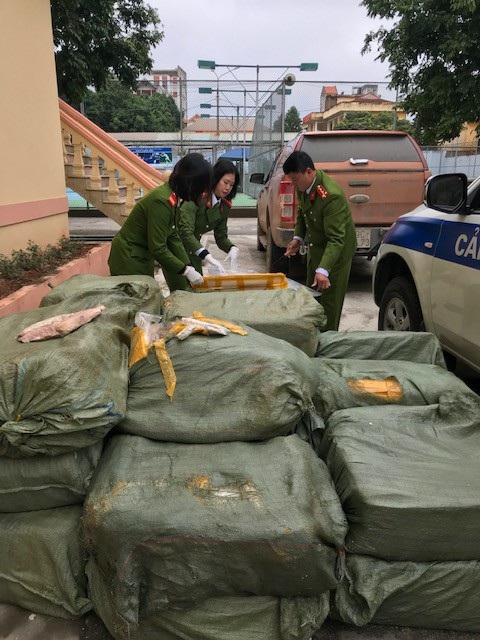 Bắt giữ 1,3 tấn nầm lợn mốc xanh, bốc mùi hôi thối - 2 Hơn 1 tấn nầm lợn bị lực lượng chức năng thu giữ