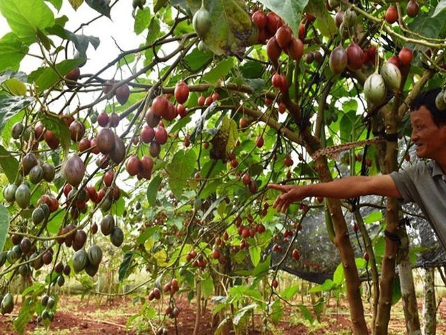 Do không tìm hiểu rõ nhu cầu thị trường nên cà chua thân gỗ đang bế tắc đầu ra, nhiều người phải chặt bỏ