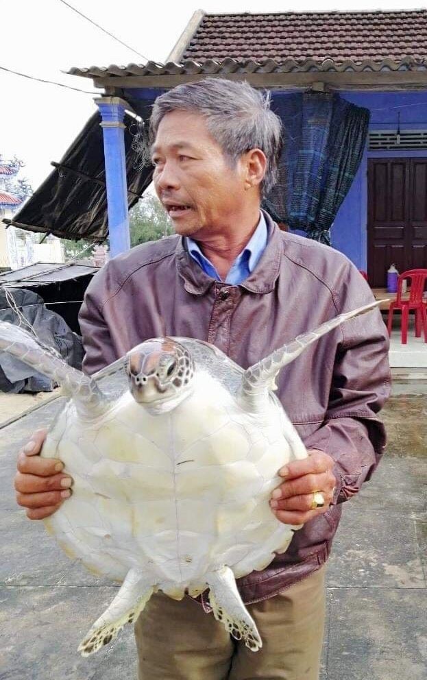 Chú rùa biển lớn, nặng 7kg thuộc họ Vích