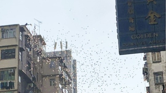 Xóm nghèo Hong Kong phát sốt vì cơn "mưa" tiền - 1
(Ảnh: SCMP
