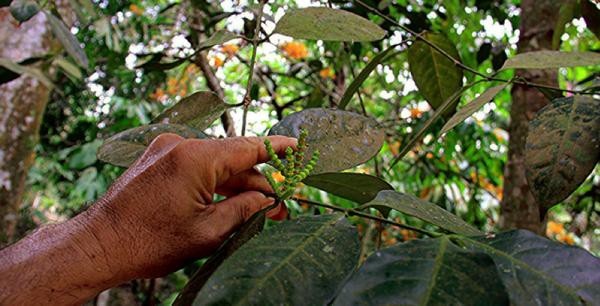 Cao gắm và tía tô - Hướng đi mới trong điều trị gút - Ảnh 1. Cao gắm và tía tô - Hướng đi mới trong điều trị gút - Ảnh 1.
