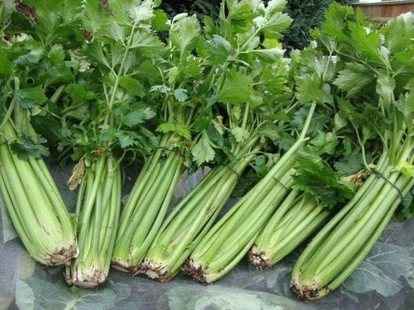Đánh trống ngực liên hồi – Dấu hiệu sớm của tăng huyết áp - Ảnh 3. Đánh trống ngực liên hồi – Dấu hiệu sớm của tăng huyết áp - Ảnh 3.